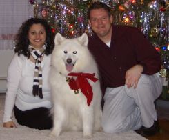 A couple laugh together at Christmas as they pose on the carpet with a fluffy white husky