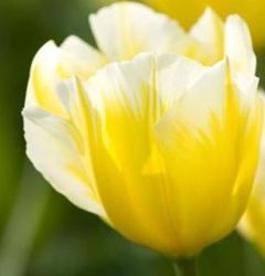 A sweetheart tulip
