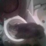 Cat sitting on toilet and looking up